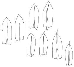 Entosthodon subnudus var. gracilis, eight comal leaves, showing variation. Drawn from J.T. Linzey 1531, CHR 566167 and isotype, J. D. Hooker (“Wilson no. 348b”), BM-Wilson.
 Image: R.C. Wagstaff © Landcare Research 2019 CC BY 3.0 NZ